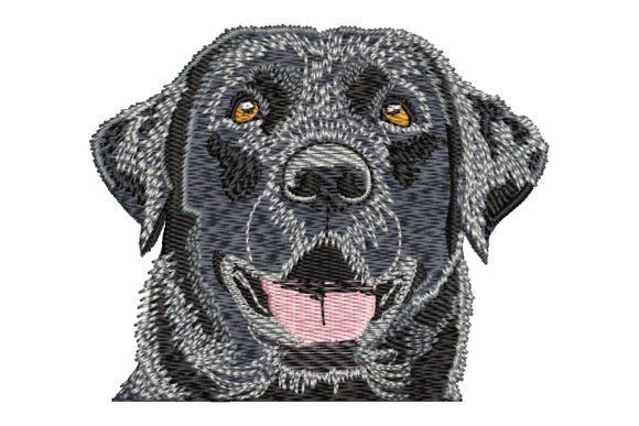 Black Labrador Retriever: A Designer’s Review
